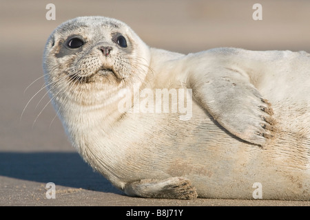 Common or Harbour Seal pup Stock Photo