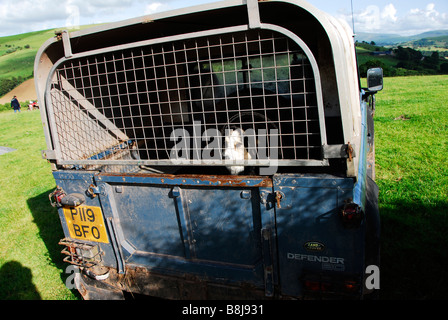 Border Collie in the back of a Land Rover, on a farm in the Brecon Beacons, Wales Stock Photo