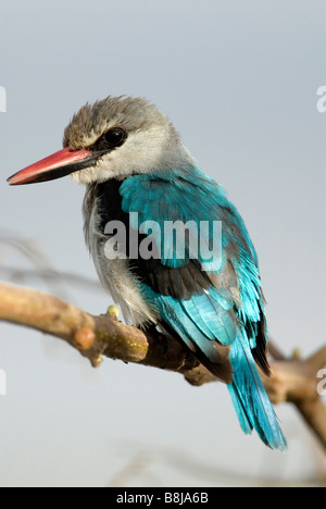 Woodland Kingfisher Halcyon senegalensis Lake Awasa Ethiopia Stock Photo