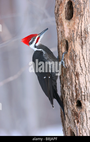 Pileated Woodpecker - Vertical Stock Photo