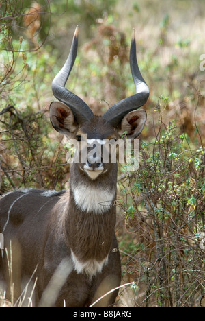 Mountain Nyala Tragelaphus buxtoni Bale Ethiopia Stock Photo