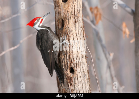 Pileated Woodpecker Stock Photo