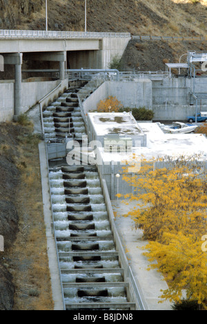 Fish ladder at the Lower Granite Lock and Dam on the Snake River in Washington Stock Photo