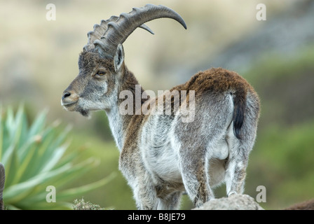 Walia Ibex Capra walie Simien Ethiopia Stock Photo