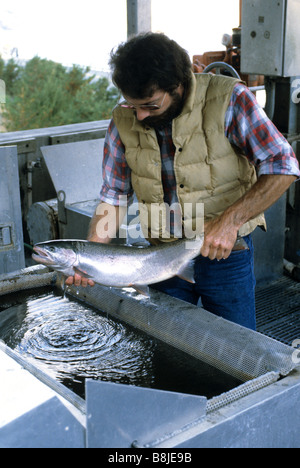 Man holding salmon from a fish ladder at the Lower Granite Lock and Dam on the Snake River Washington Stock Photo