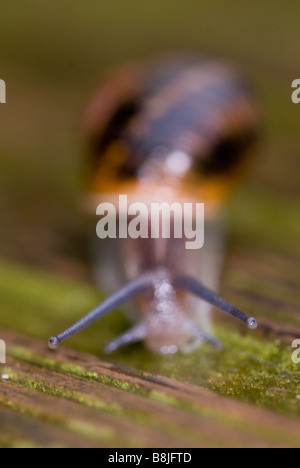 Garden Snail Helix aspersa in garden Stock Photo