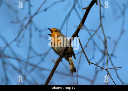 Robin Erithacus rubecula garden Kent UK Stock Photo