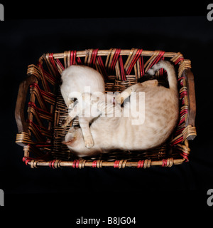 Portrait of two cats playing on a basket - isolated on black Stock Photo