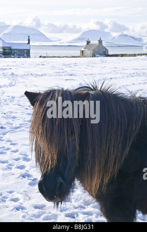 dh Bay of Ireland STENNESS ORKNEY Shetland pony wintery white snow fields wintertime winter Stock Photo