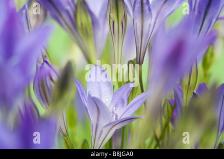 Triteleia laxa or Brodiaea laxa upright pale purple blue flowers in close up softly diffused selective focus Stock Photo
