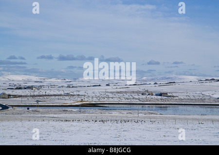 dh Bridge of  Waithe STENNESS ORKNEY Geese flock taking of wintery white snow fields anser anser greylag orkneys