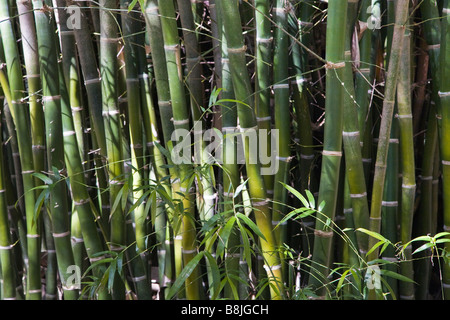 Bamboo at Kanapaha Botanical Gardens in Gainesville Florida Stock Photo