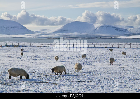 dh Bay of Ireland STENNESS ORKNEY Sheep flock grazing wintery white snow fields Hoy hills Stock Photo