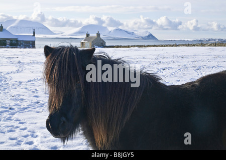 dh Shetland pony wintery STENNESS ORKNEY White snow fields Scapa Flow Hoy hills Stock Photo