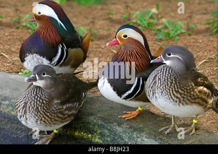 Male and female Mandarin Ducks, Aix galericulata Stock Photo