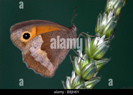 Meadow Brown Butterfly Maniola jurtina UK