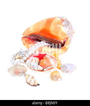 Beautiful isolated composition of seashells with pearl necklace Stock Photo