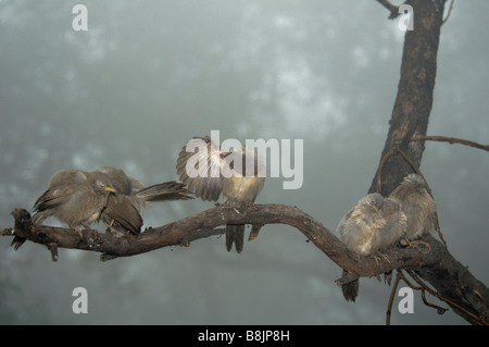Jungle Babblers Turdoides striatus cleaning feathers on a branch Stock Photo