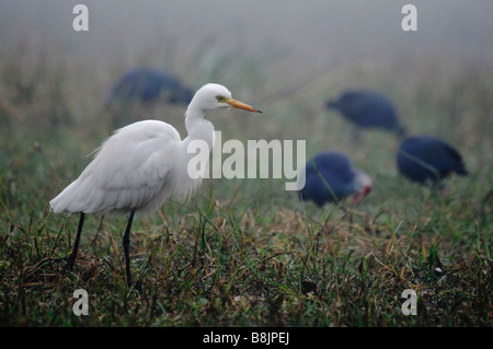 Intermediate Egret Egretta intermedia feeding in Stock Photo