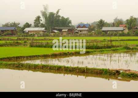 Rice paddies and Black Tai village of Ban Nam Ngaen, Namtha Province, Laos Stock Photo