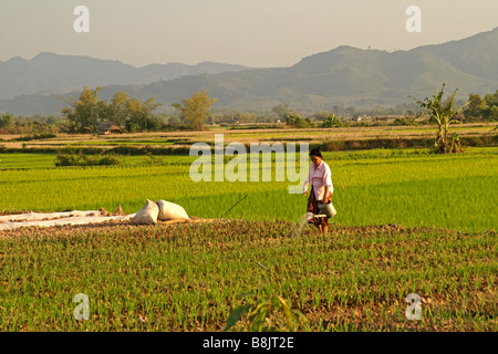 Black Tai woman watering plants by hand, Namtha Province, Laos Stock Photo