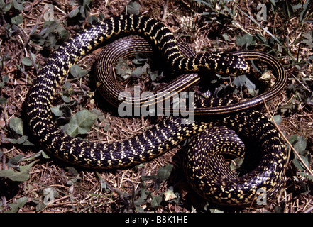 Yellow-green Racer (Coluber viridiflavus) juvenile, France Stock Photo ...