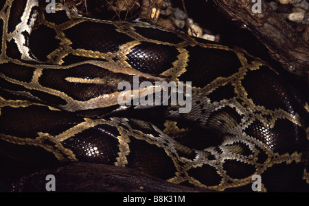 Python molurus Stock Photo