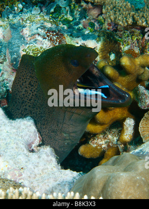 Giant moray eel with open wide mouth having his throat and gills cleaned by a bluestreak cleaner wrasse Stock Photo