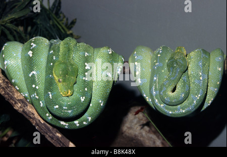 Morelia viridis Stock Photo