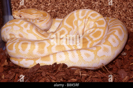 Python regius Albino Stock Photo