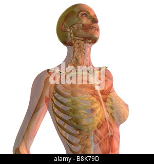 woman looking up with skeleton and muscles showing isolated on white background Stock Photo