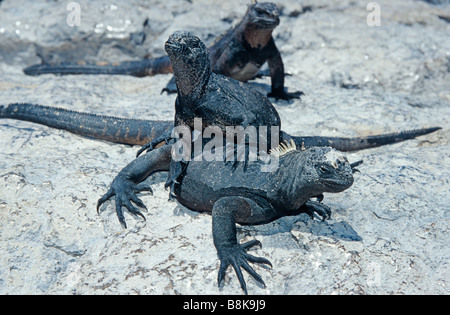 Amblyrhynchus cristatus, Galapagos Marine Iguana Stock Photo