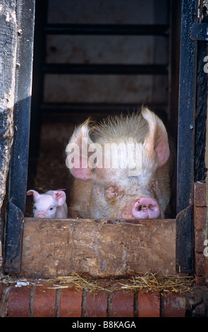 Middle White Pig with piglet Stock Photo