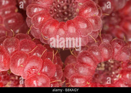 Close-up of autumn fruiting raspberries, Surrey, England. Stock Photo