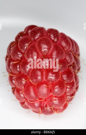 Close-up of an autumn fruiting raspberry, Surrey, England. Stock Photo