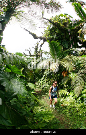 Woman climbing up Saba volcano Mt.Scenery and it's rainforest with huge green plants. Stock Photo