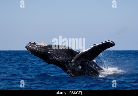 Breaching Humpback Whale Megaptera novaeangliae Big Island Hawaii Stock Photo