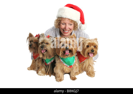 A group of yorkshire terrier dogs dressed up for Christmas being watched over by their proud owner Focus on dog front and center Stock Photo