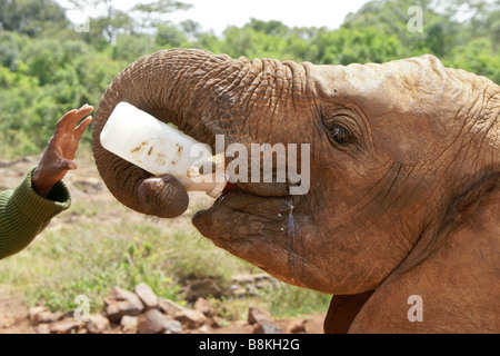 Orphan elephant drinking milk from bottle, Sheldrick Wildlife Trust, Nairobi, Kenya Stock Photo