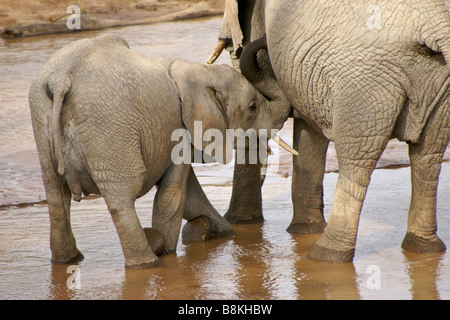 Elephant calf nursing in river, Samburu, Kenya Stock Photo