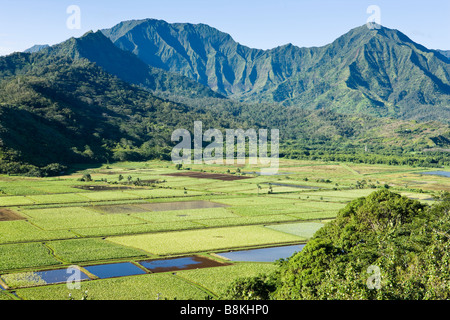 Taro fields along the Hanalei River North Kauai Hawaii USA Stock Photo