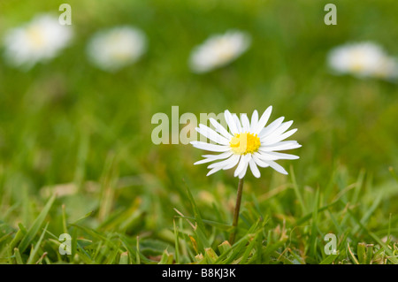 Daisy, Bellis perennis, growing on a grassy sward, Isle of Jura, Scotland. Stock Photo