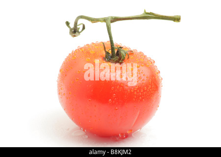 Fresh tomato with vine, covered in dew Stock Photo