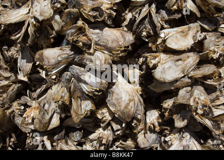 Dried cod heads in Lofoten Islands in Norway Stock Photo