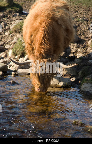 Highland Cow in Field by a River Stock Photo - Alamy