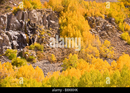 aspen (Populus tremuloides) in fall colors along the South Fork of Bishop Creek Sierra Nevada Mountains California United States Stock Photo