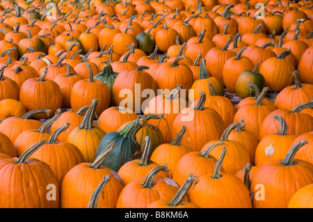 Ellie's Farm Market with pumpkins and fall decor in Northfield, Vermont USA Stock Photo