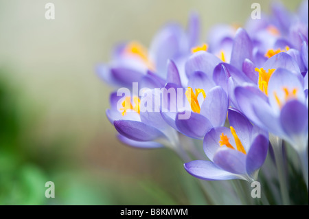 Crocus vernus 'Queen of the blues' spring flowers Stock Photo