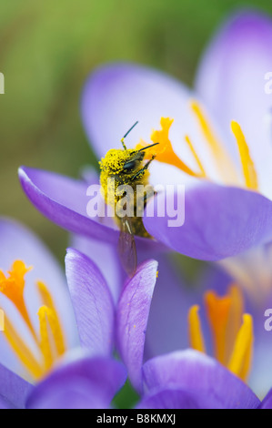 Honey bee covered in pollen on Crocus vernus 'Queen of the blues'' spring flower