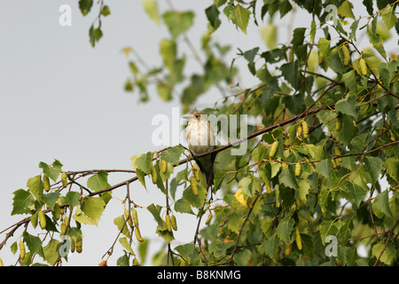 Spotted Flycatcher Muscicapa striata single adult perched in Birch tree Taken July Minsmere Suffolk UK Stock Photo